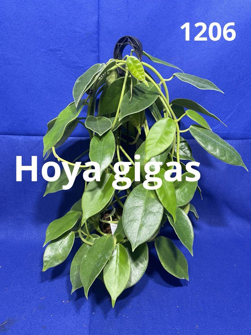 限定 ＊ 1206 ＊ ホヤ ＊ hoya ＊ gigas ＊ ギガス ＊ 大株