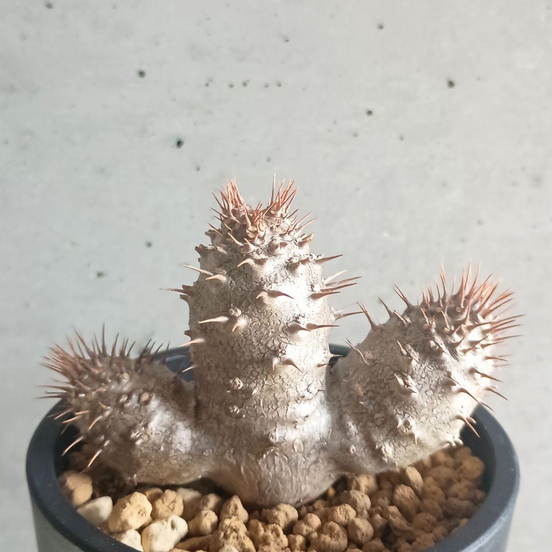 良形　塊根植物 グラキリス　実生　3頭 良形塊根植物 グラキリス実生3頭