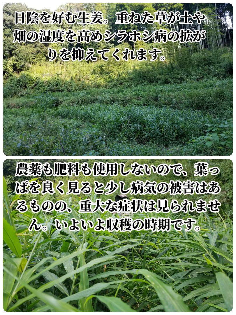 トラキチ 囲い生姜 5kg 農薬肥料栽培期間中不使用 熊本県産