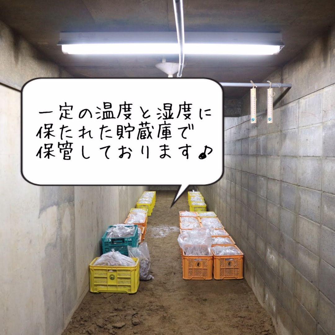 トラキチ 囲い生姜 5kg 農薬肥料栽培期間中不使用 熊本県産