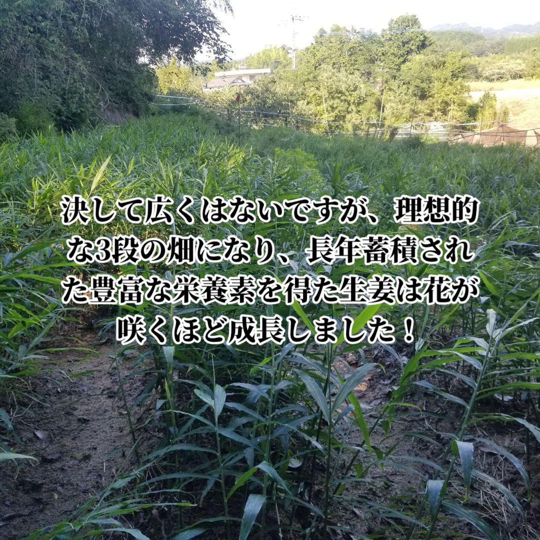 トラキチ 囲い生姜 5kg 農薬肥料栽培期間中不使用 熊本県産