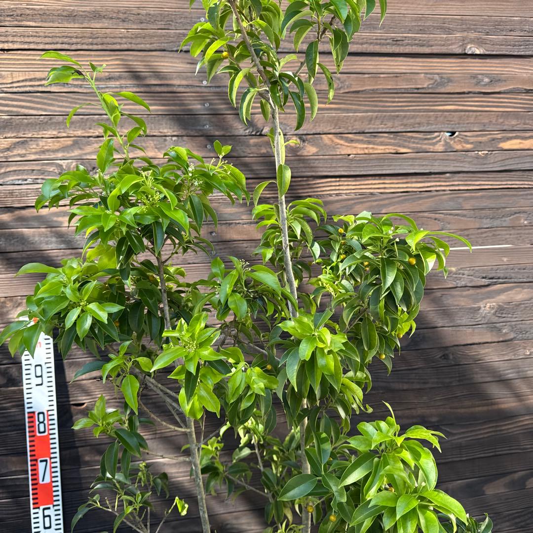 ソヨゴ 大株立ち 現品発送 管理70705 YUZUMIYA_COM