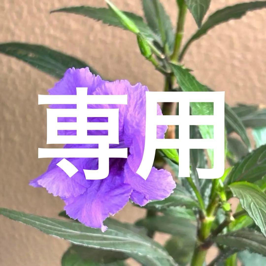 【シックな黒軸】四季咲き　ルエリア　パープルシャワー　ポット苗《8/24》