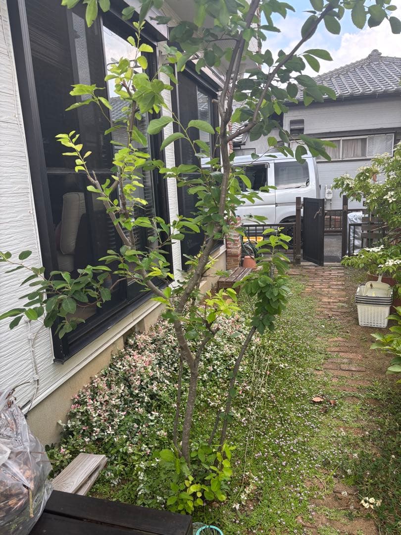 中型落葉樹 緑の葉約2.5Mジュンベリー自分で取りに来られる方のみの販売です