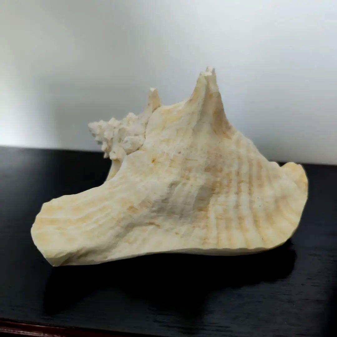 コンク貝 21cm 1kg超 ピンク貝 コンクシェル 貝殻 置物