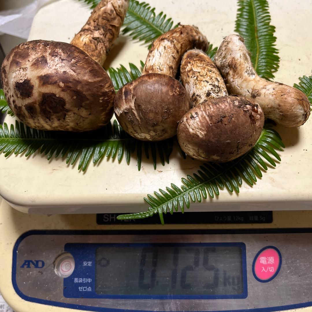 【大阪泉州産】天然松茸 採れたて良品3本125g国産 【大阪泉州産】天然松茸 採れたて良品3本125g国産