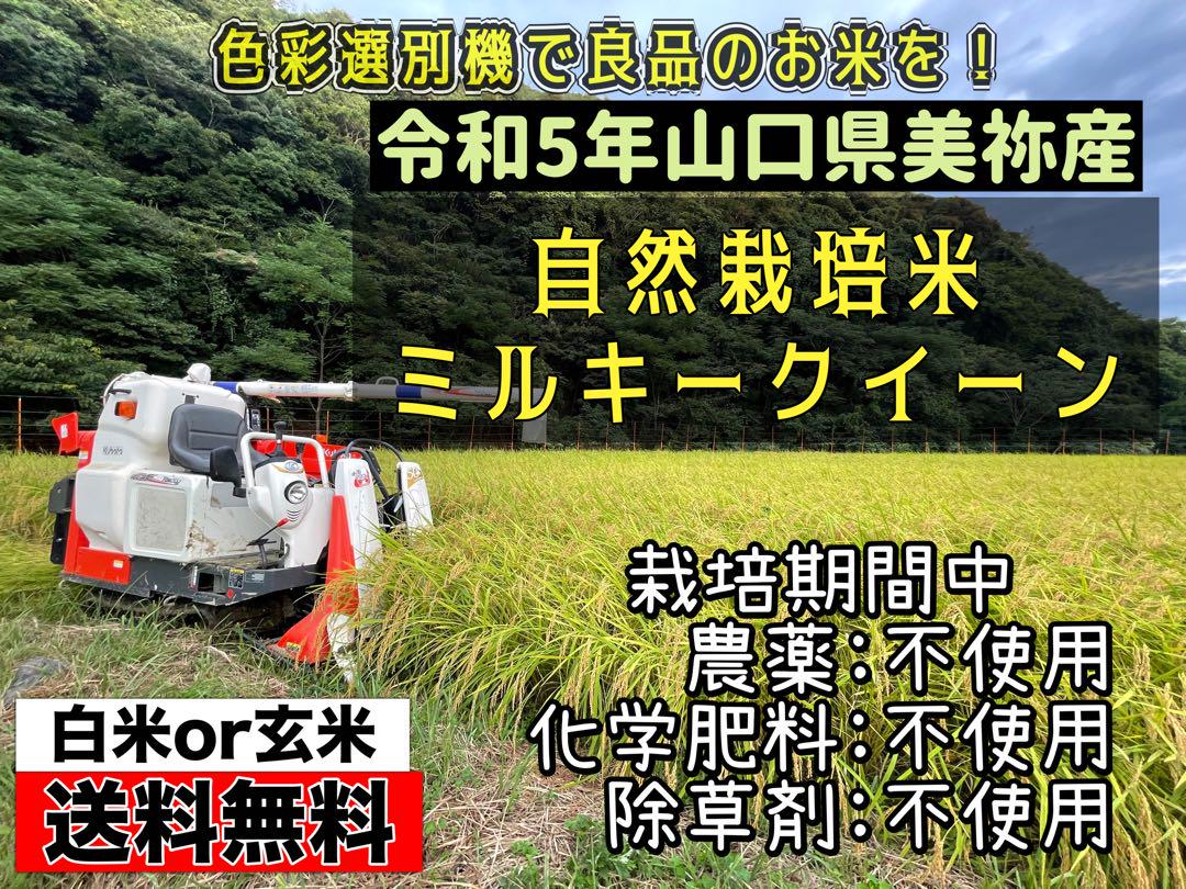 自然栽培米　山口県美祢産ミルキークイーン　15キロ精米　里山直送植物性たい肥