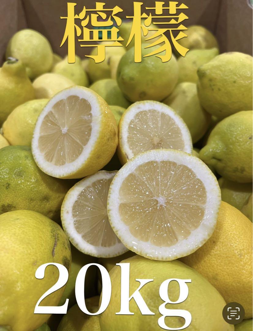 宮古島産摘果マンゴー 12kg