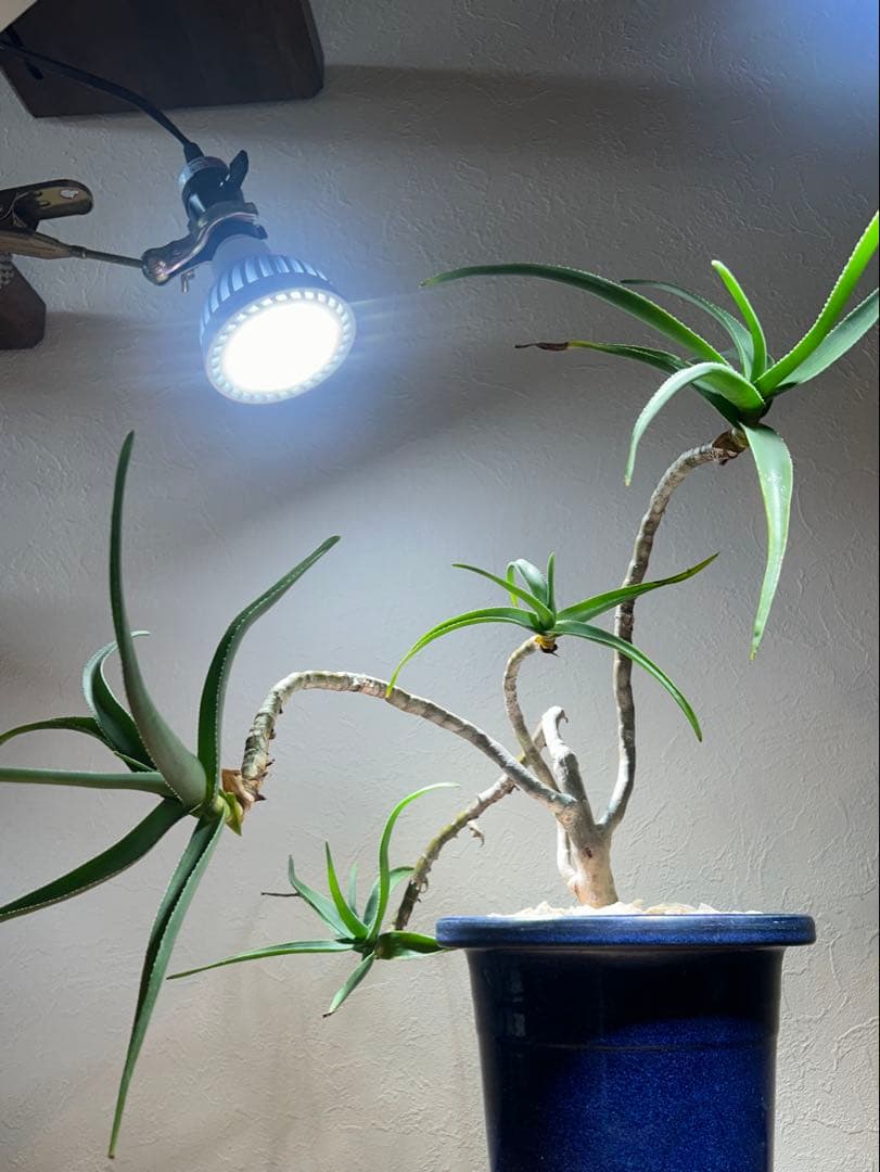 特大