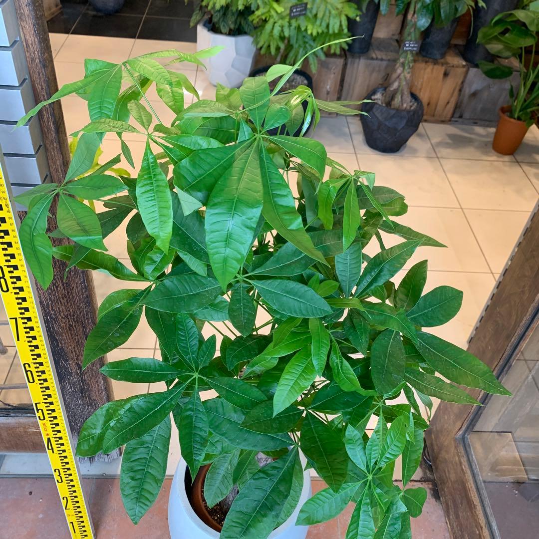 パキラ アクアティカ ねじり 1 ファイバー鉢 お皿付き パキラ アクアティカ ねじり 1 ファイバー鉢 お皿付き 実生