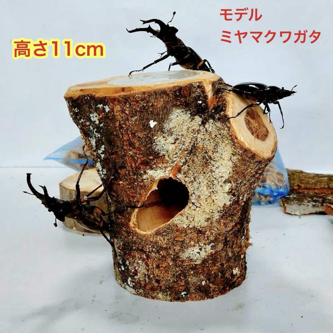 隠れ家 樹洞加工 クワガタ クワリウム カブトムシ エサ皿 止まり