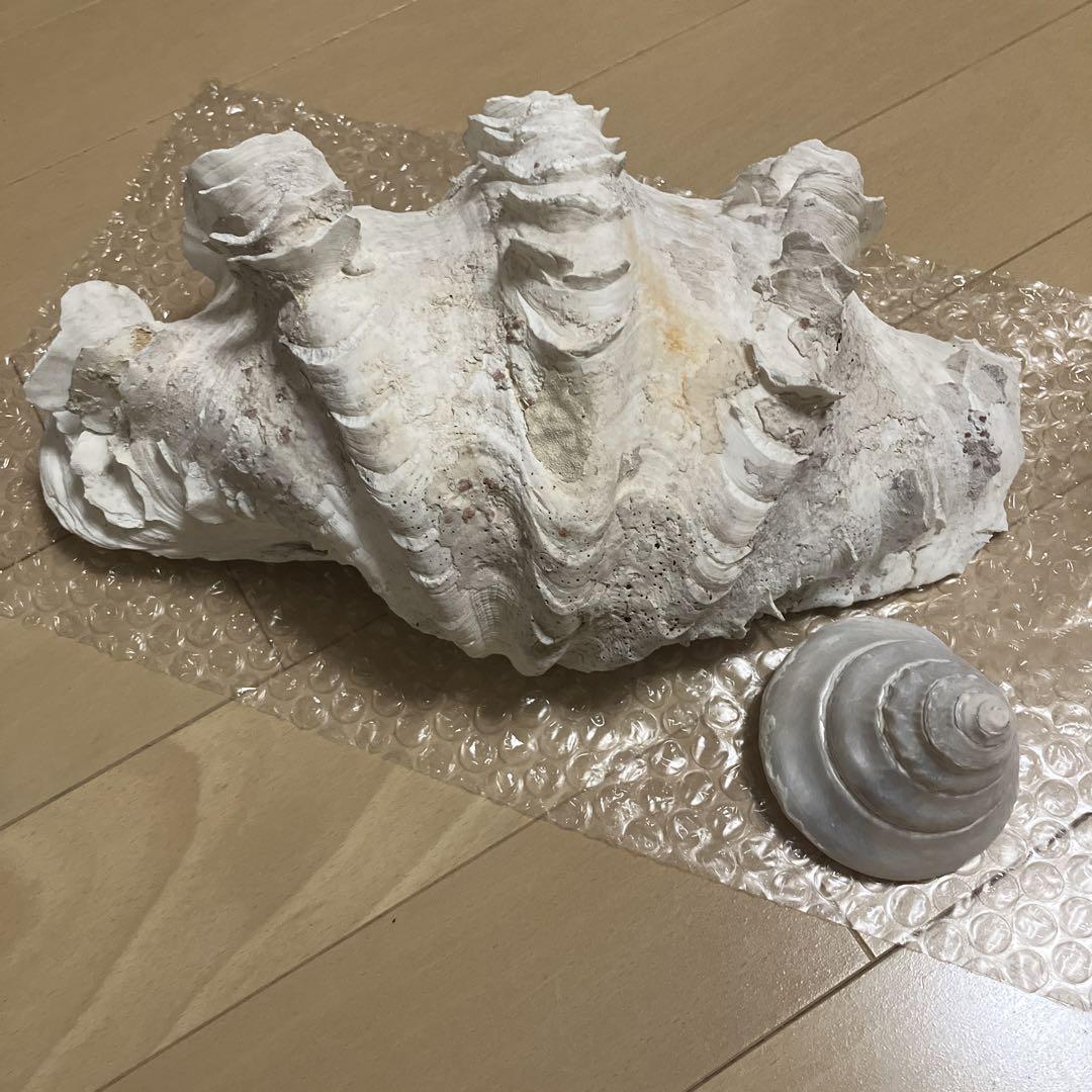 大きなシャコ貝 & タカセ貝　　沖縄産　インテリアに。