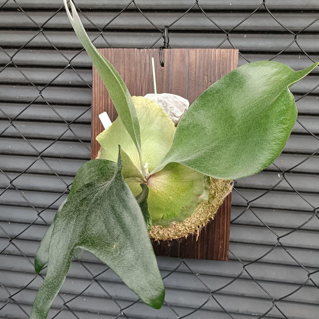 ビガクシダ目立った傷や汚れなし