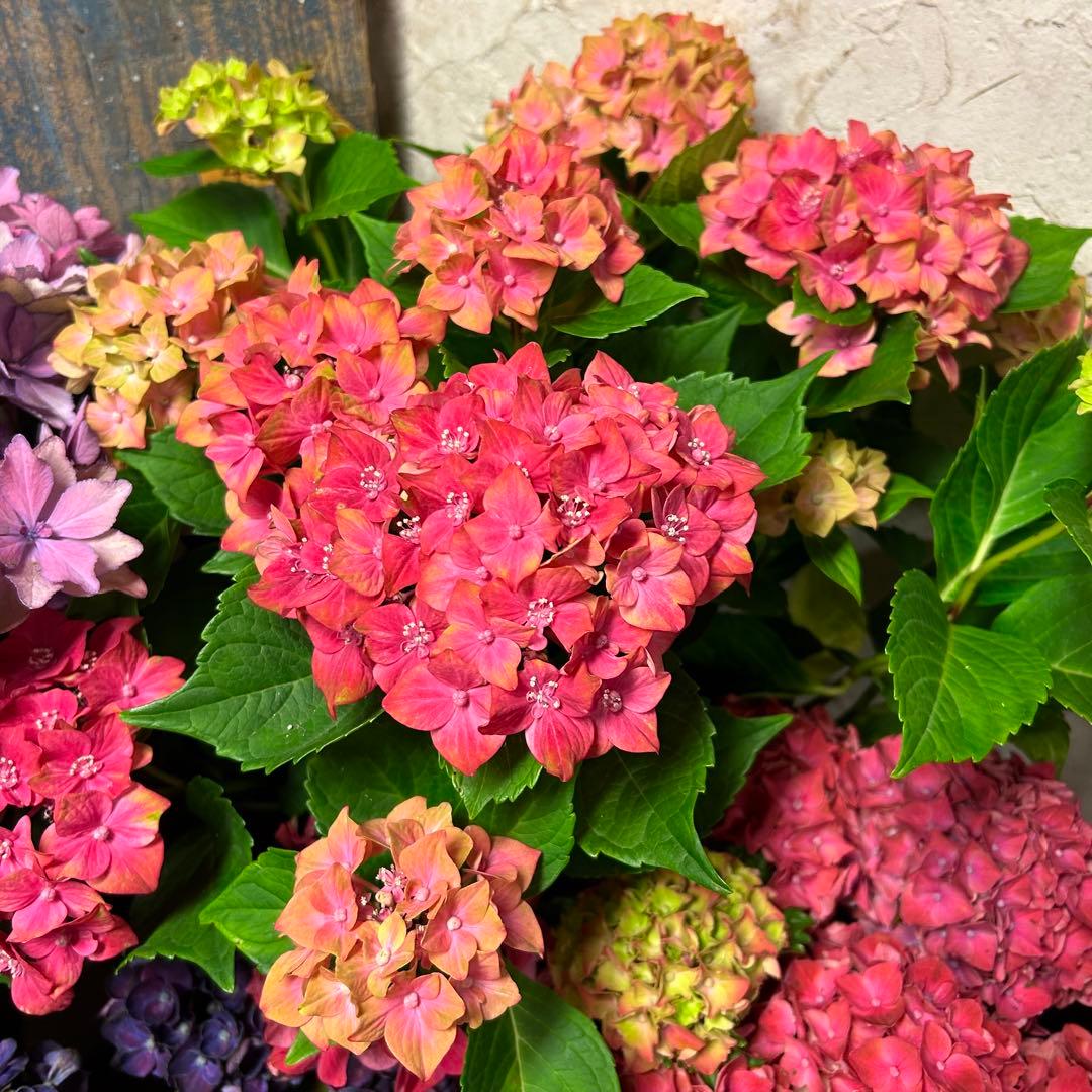 人気の 【専用商品】 アジサイ お任せアソート 紫陽花 植物/観葉植物