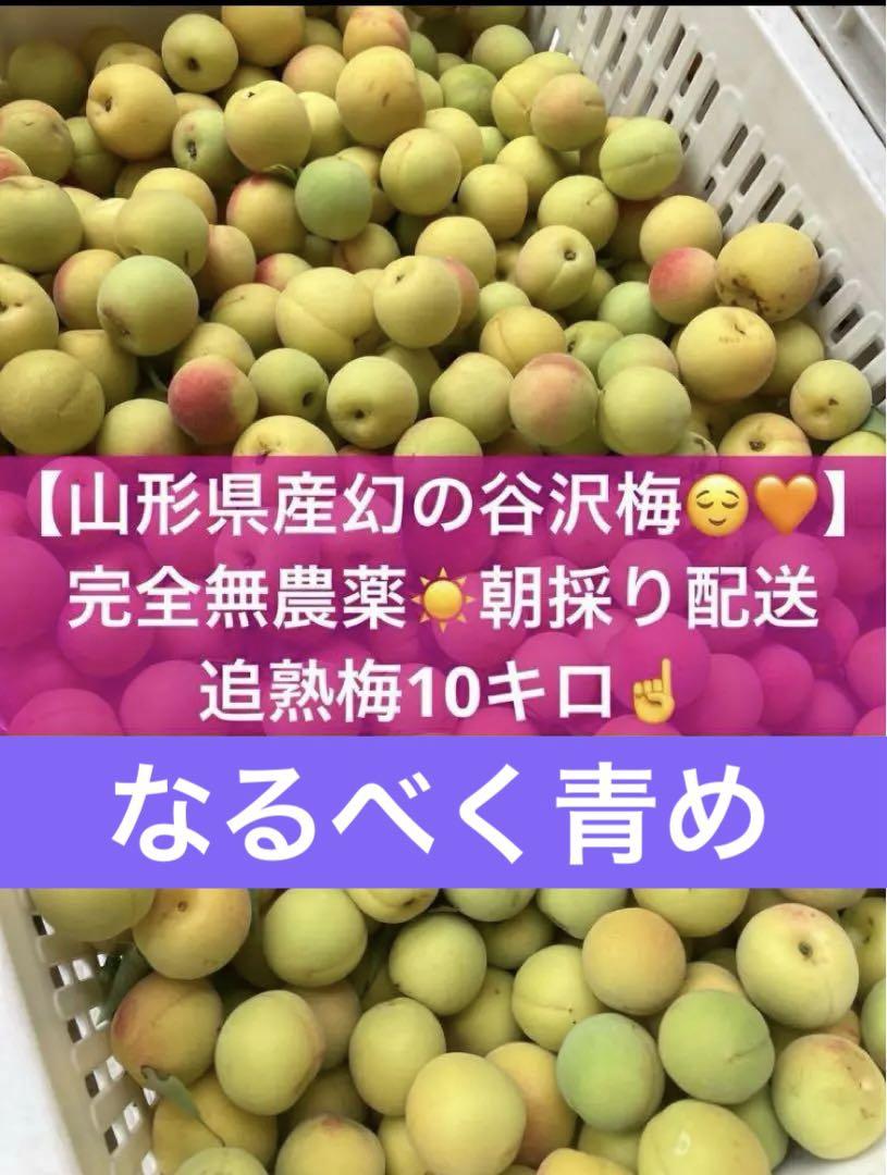 完全無農薬　山形県産　幻の谷沢梅　追熟梅10キロ　朝採り配送　梅ジュース　梅酒