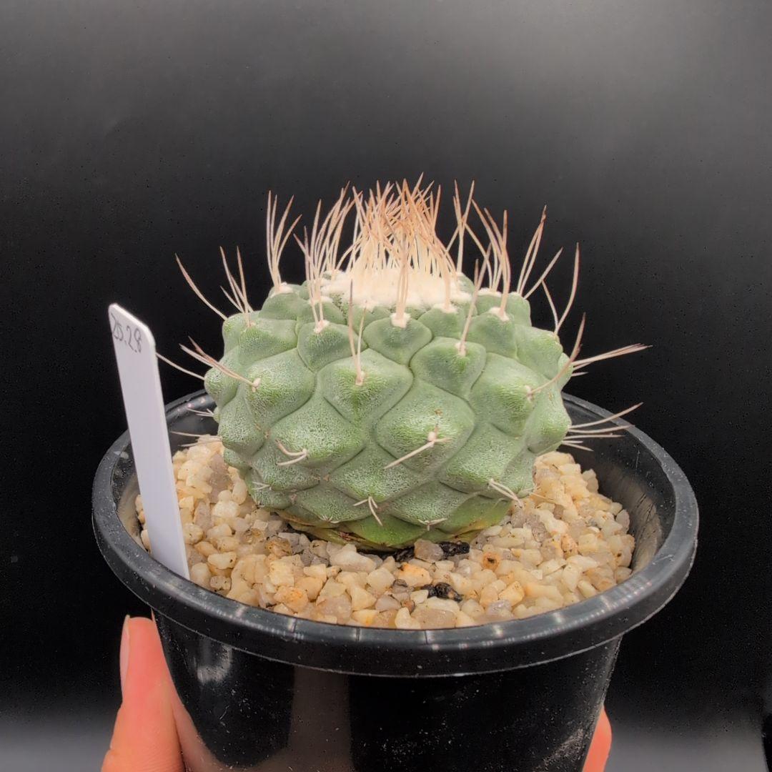 菊水 大型タイプ