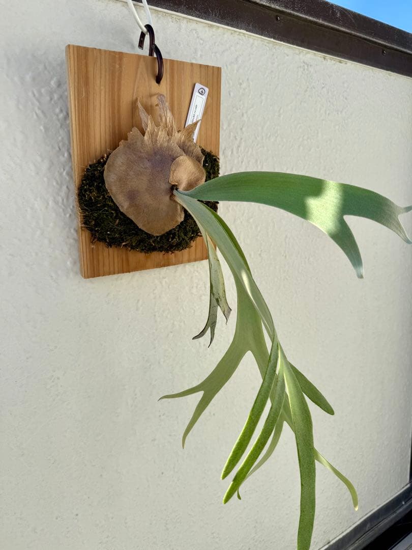 ④ P.willinckii cv.rain 板付 ビカクシダ目立った傷や汚れなし YUZUMIYA_COM