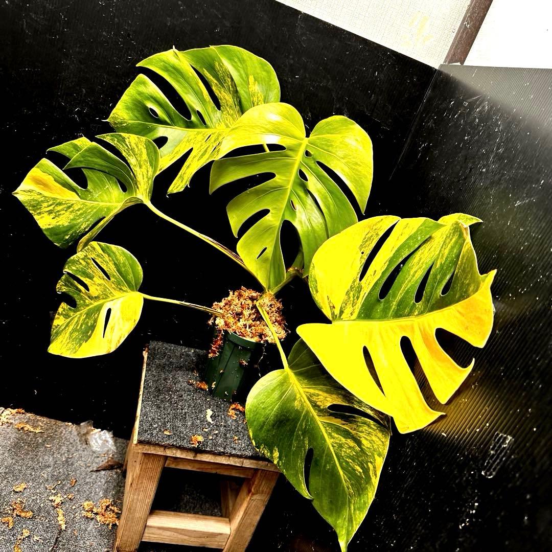 モンステラデリシオーサマクロコズム大型葉希少系統鉢植え高さ72㎝超大