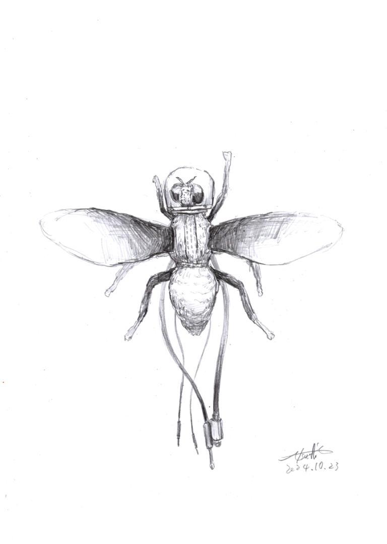 drawing : Space tephritidae