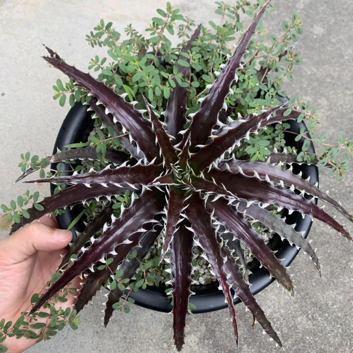 【限定販売】
dyckia z'gok ディッキア レア 植物/観葉植物 【限定販売】
dyckia z'gok ディッキア レア 植物/観葉植物