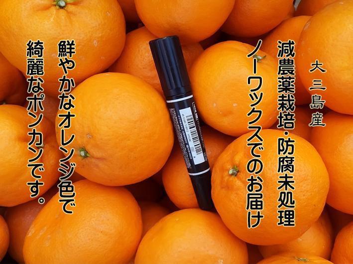【maymama@】L不知火・ポンカン各4Kg　　同梱発送