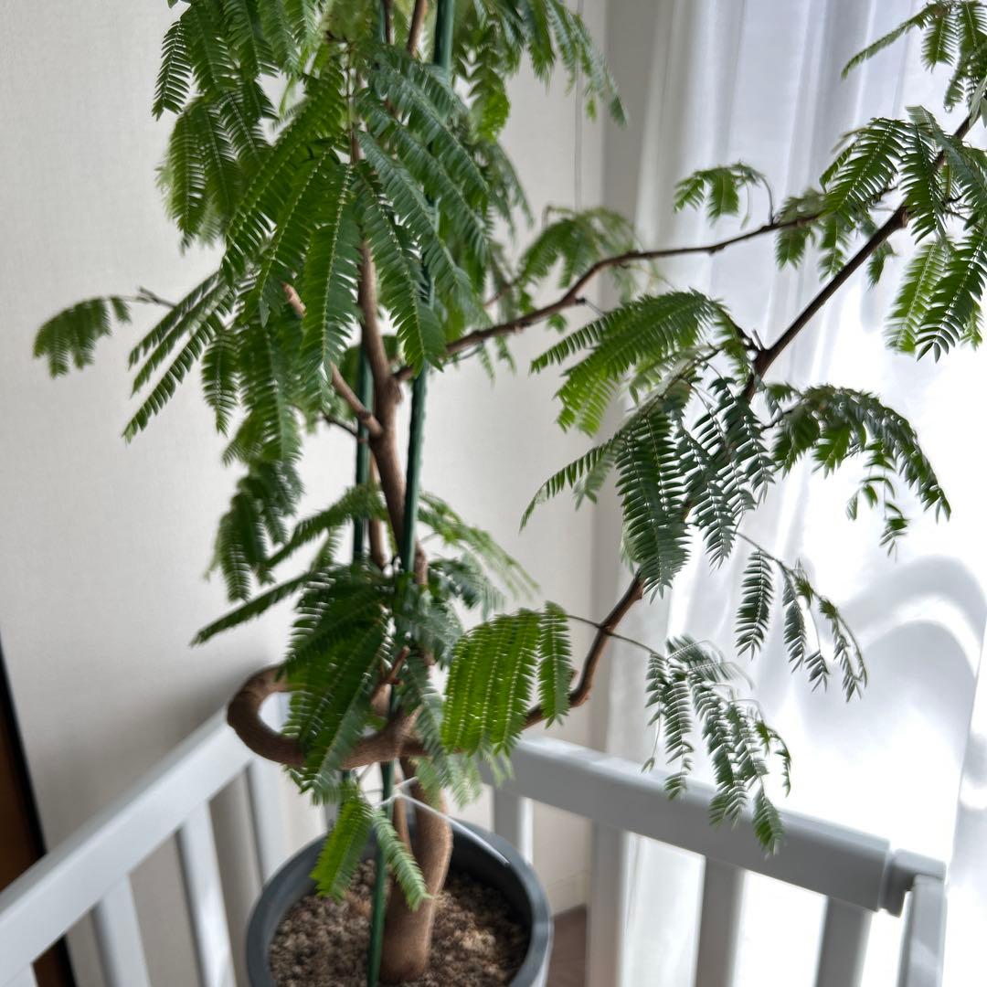 観葉植物 グレー陶器鉢やや傷や汚れあり