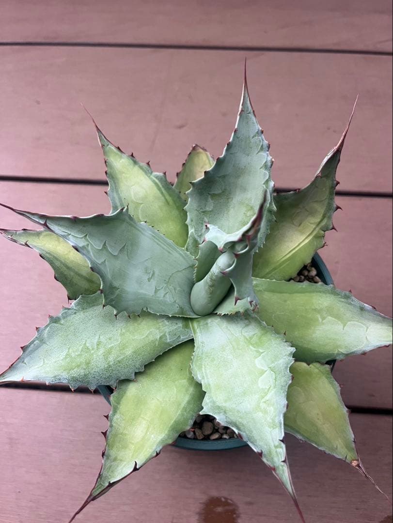 オバティフォリア アビス