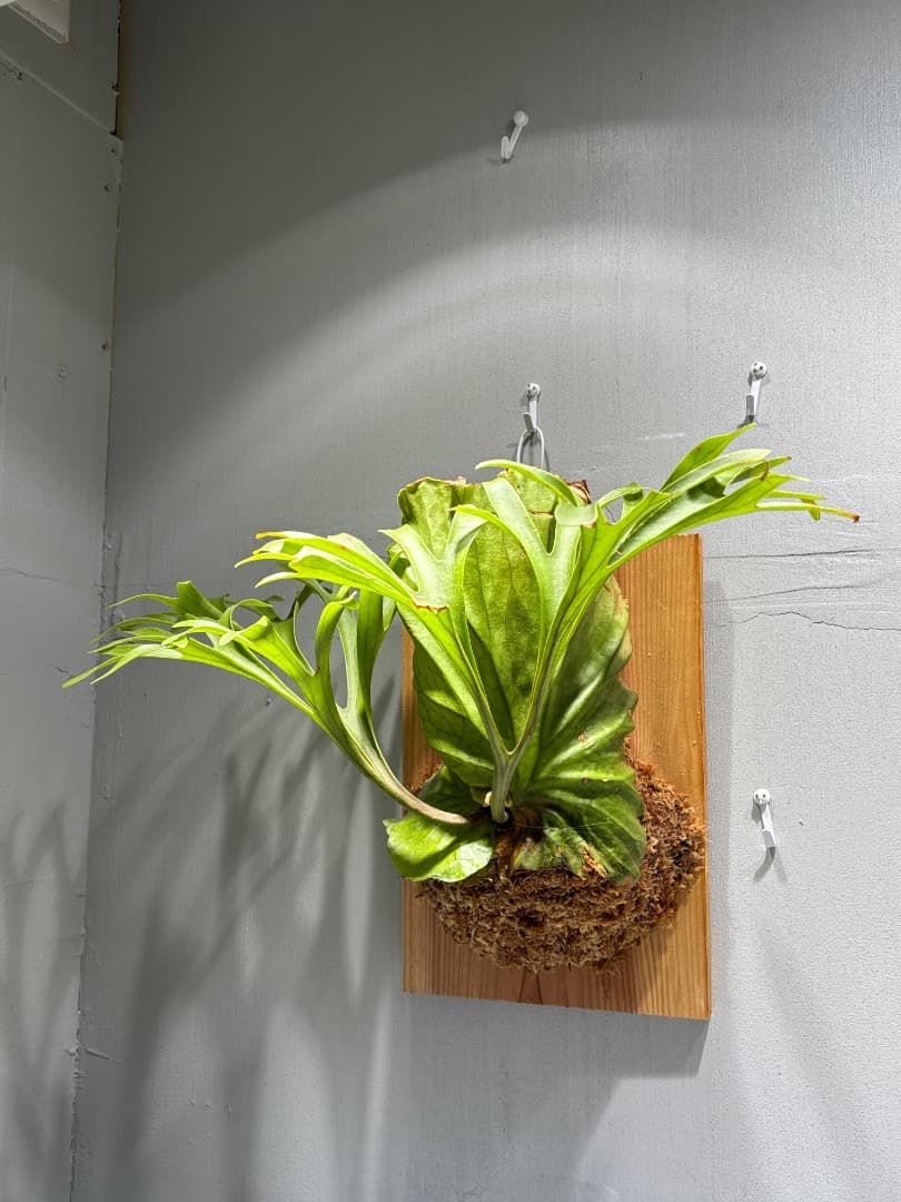 Kitshakood✖️P. ridleyi目立った傷や汚れなし