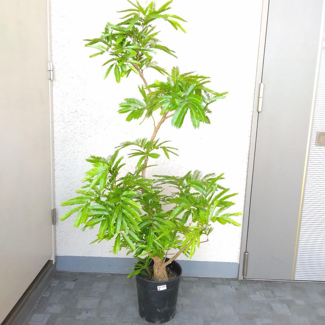 ①エバーフレッシュ曲がり❗️大型観葉植物!高さ150❗樹形綺麗