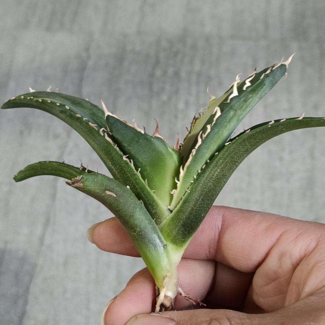 白鯨縞斑錦 明錦
