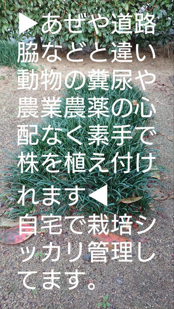 彼岸花　リコリスの球根　100サイズの箱いっぱい。1箱限定