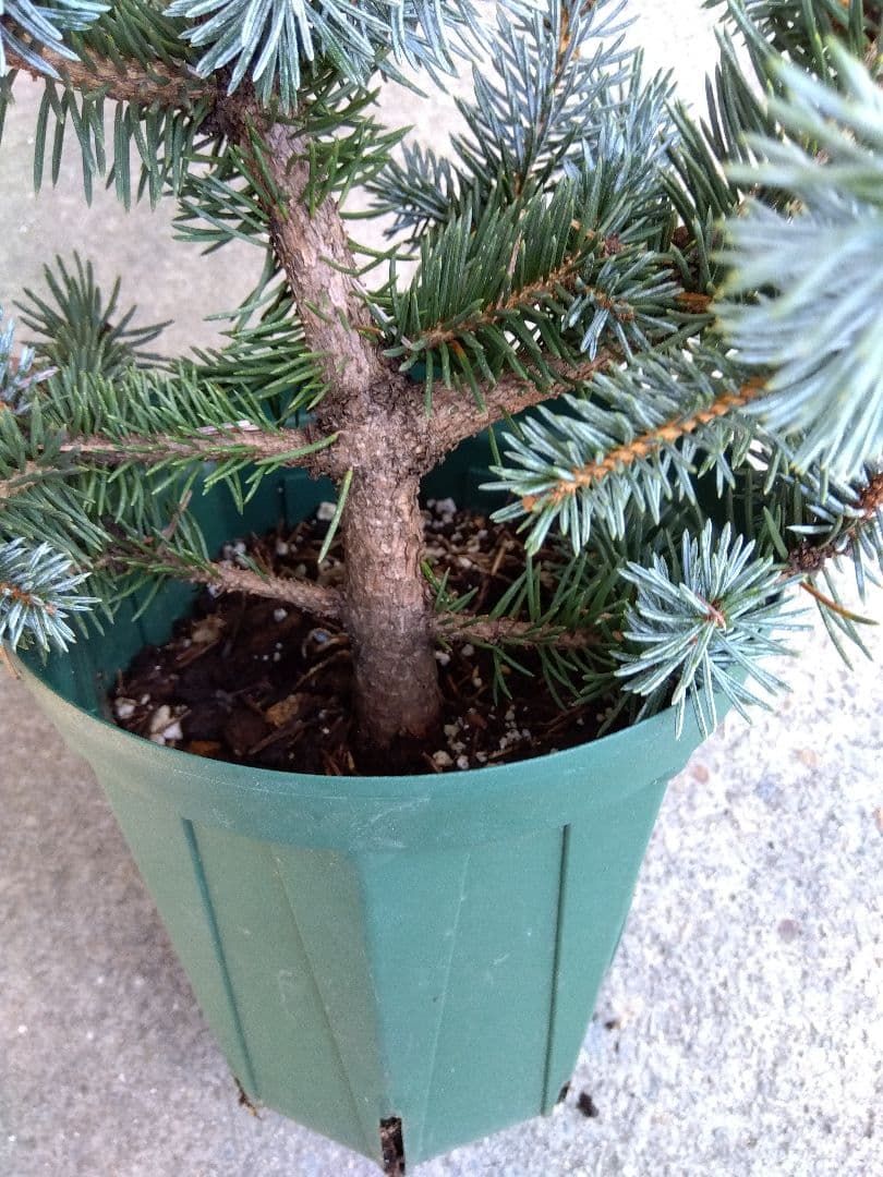 極上ブルー❗ ホプシー ブンゲンストウヒ 鉢つき モンステラ | ccq.com.sv