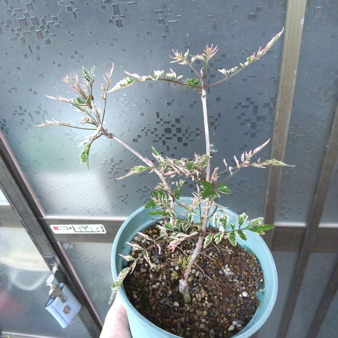 全ての ミニ盆栽、盆栽、植木、植物、雑木、山野草、花物盆栽、実物盆栽 盆栽
