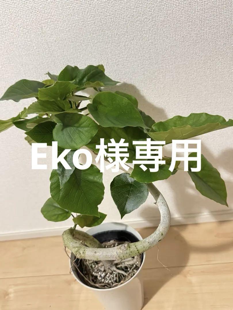 フィカス　ウンベラータ　6寸サイズ
