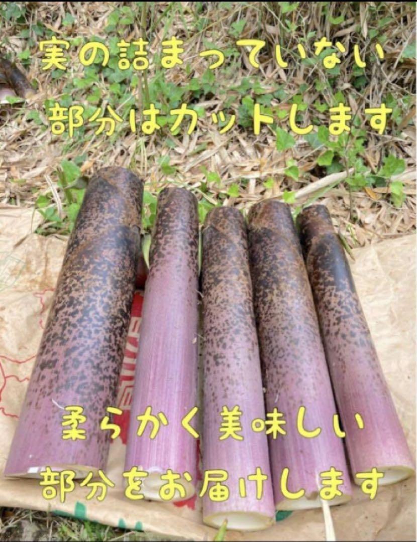 【オススメ】5/1 収穫発送 柔らか 穂先たけのこ 20キロ 糠付