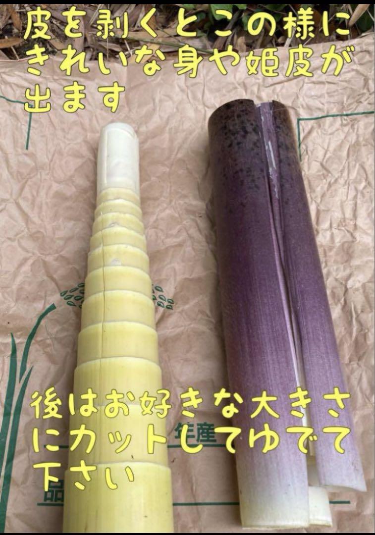 【オススメ】5/1 収穫発送 柔らか 穂先たけのこ 20キロ 糠付