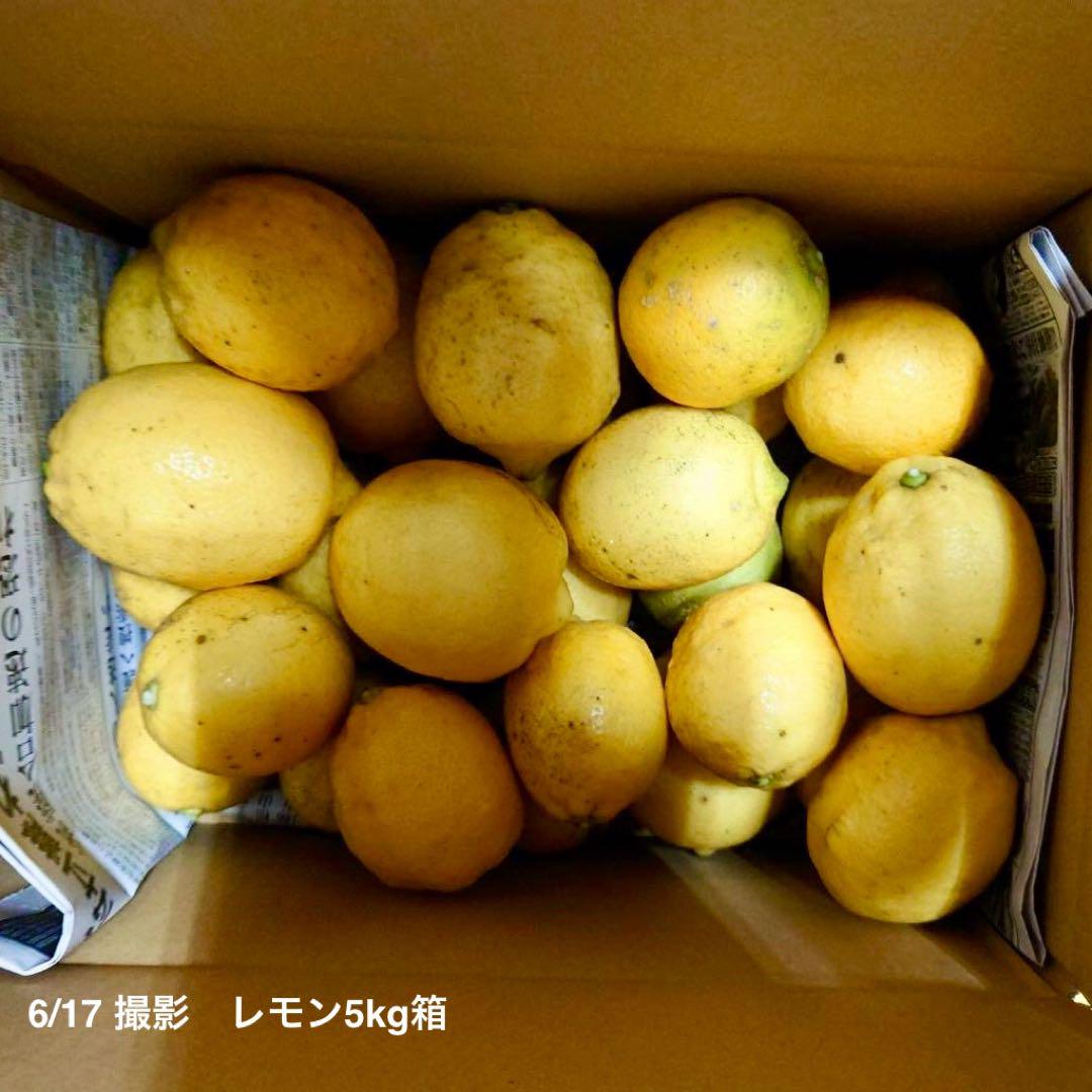 農薬不使用の国産レモン 10kg箱【木成レモン！愛媛の農家直送】0629ふ 農薬不使用の国産レモン 10kg箱【木成レモン！愛媛の農家直送