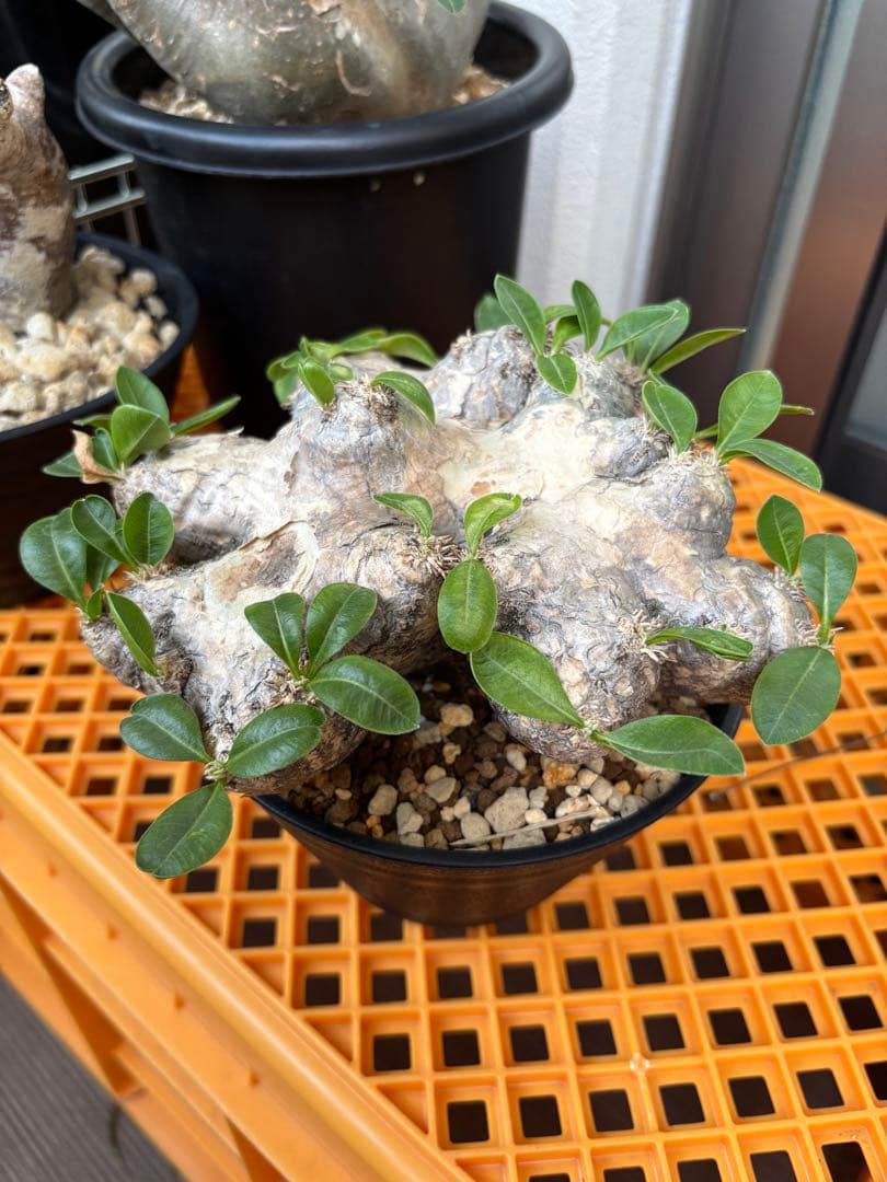 m4ru様 リクエスト 2点 まとめ商品