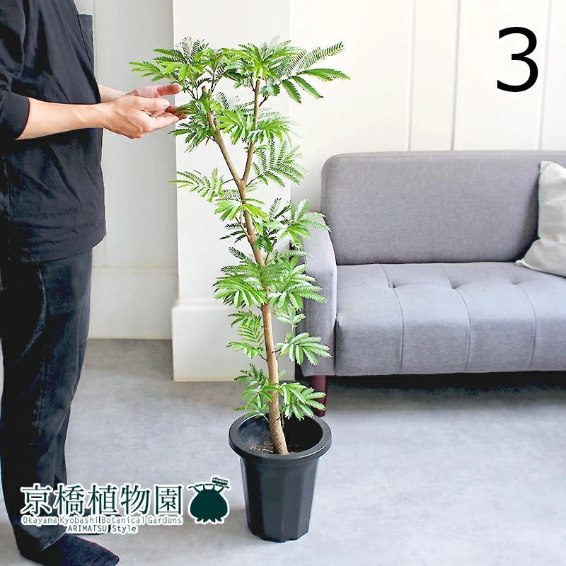 楽天市場】エバーフレッシュ 8号 セラアート鉢 （黒色） 鉢植え