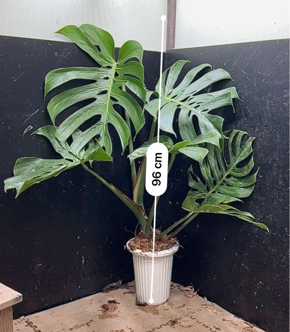 モンステラ デリシオーサ コンパクタ 超大株 鉢付き 高さ96cm モンステラ デリシオーサ コンパクタ 超大株 鉢付き 高さ96cm
