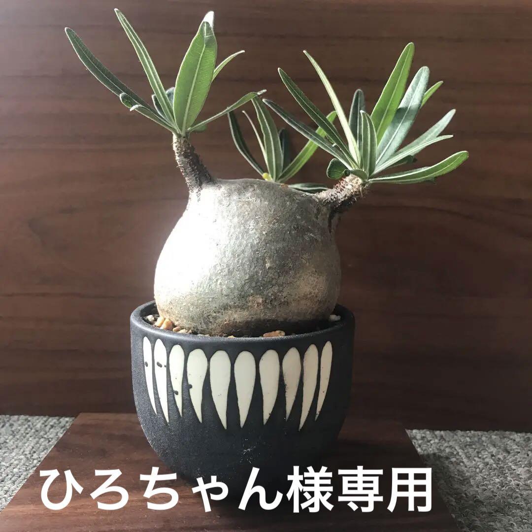 発根済 奇人 グラキリス VAG-04 × VALIEM BOWL ［ グラキリス