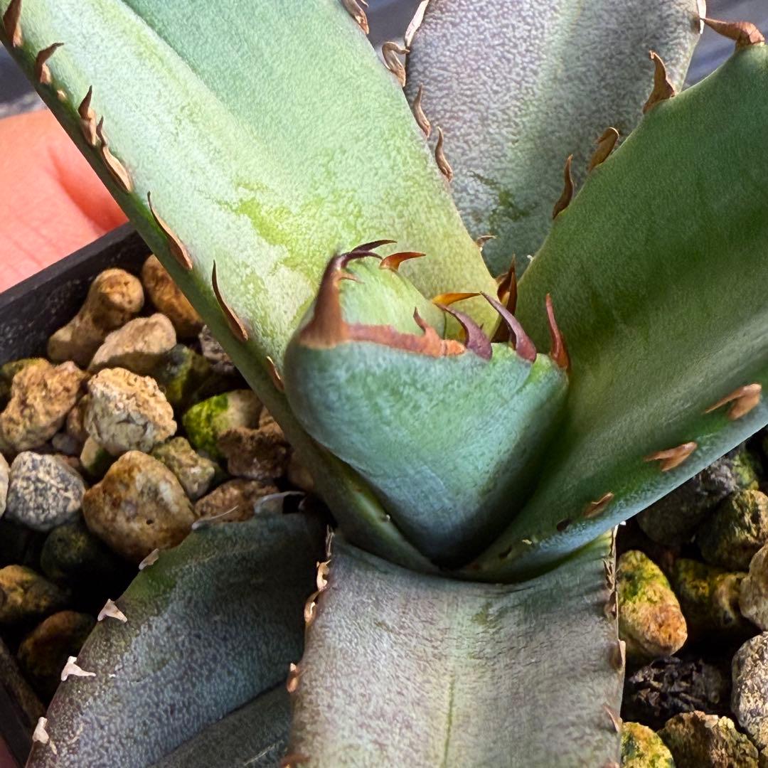 18 アガベ 青葉 オテロイ実生 選抜 チタノタ オアハカ ブルー - メルカリ