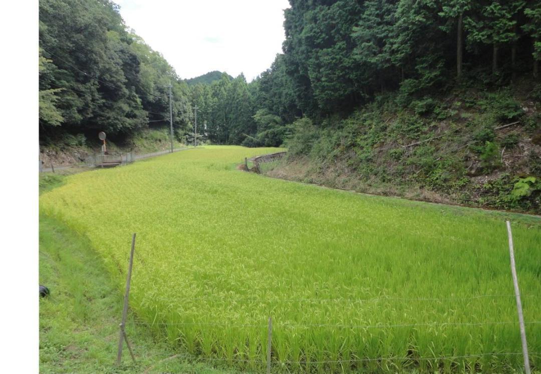 みっちゃん　令和6年度【湧き水栽培】農薬不使用玄米　コシヒカリ