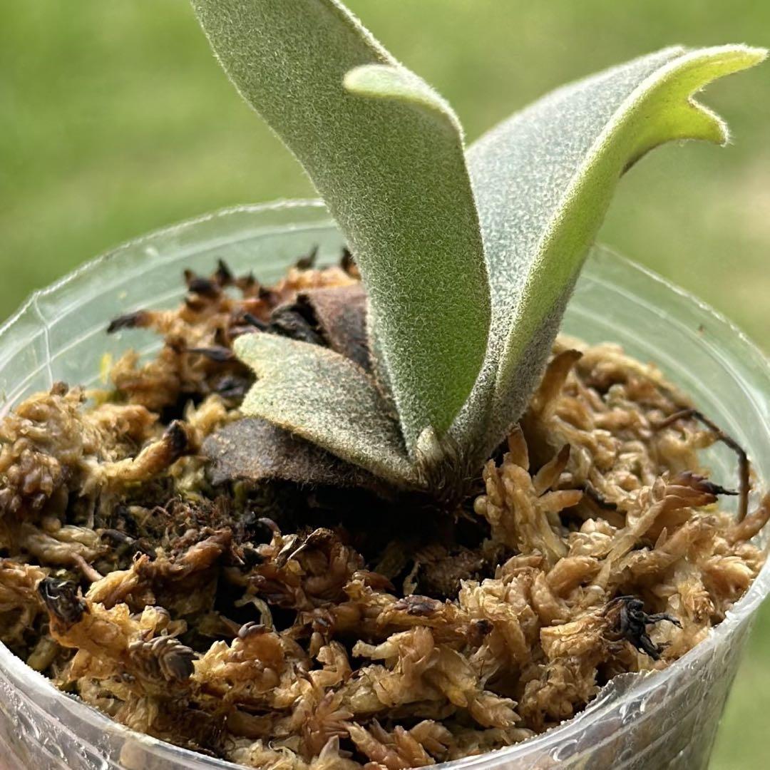 P. willinckii ’Jenny’ TC 301