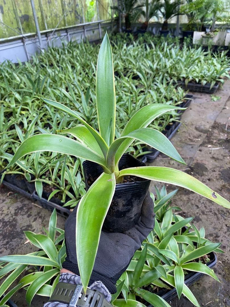 ランダム24ポットセット