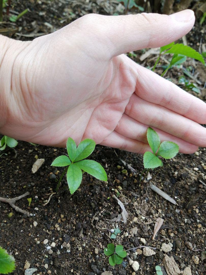メルカリ クリスマスローズ 苗 植物 観葉植物 499 中古や未使用のフリマ メルカリ クリスマスローズ 苗 植物 観葉植物 499 中古や未使用のフリマ