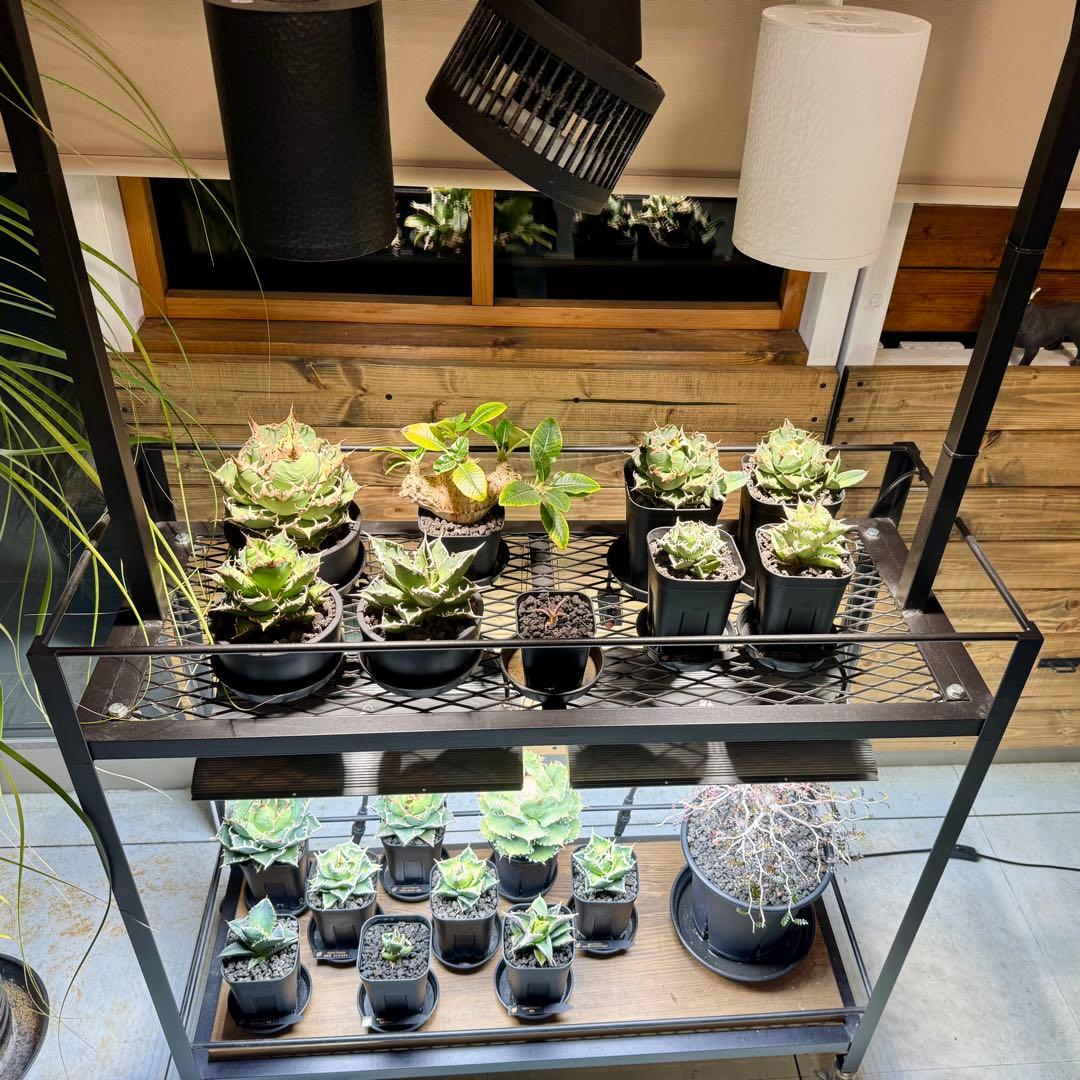 アガベ チタノタ オテロイ 大白鯊 ホホジロザメ 子株　発根済み