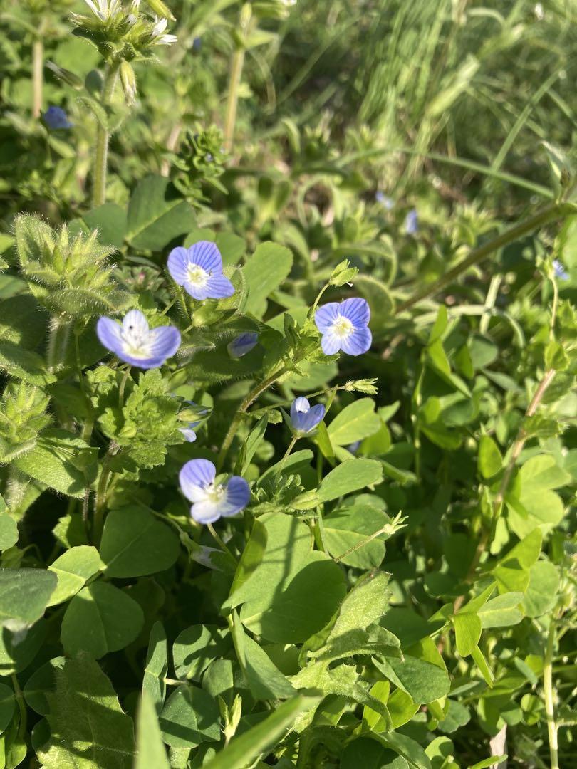 ニホンミツバチ　日本蜜蜂　生ハチミツ　蜂蜜　1120g