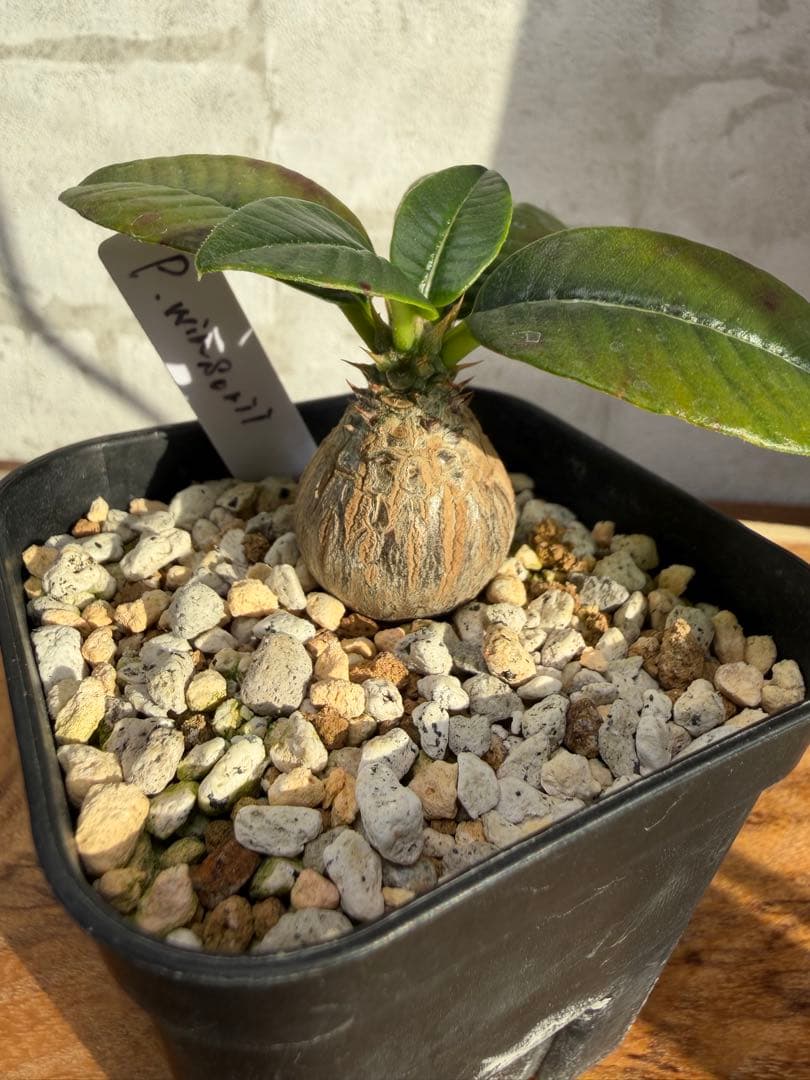 パキポディウム ウィンゾリー 実生 良型 まんまる株 塊根植物 コーデックス パキポディウム ウィンゾリー 実生 良型 まんまる株 塊根植物 コーデックス