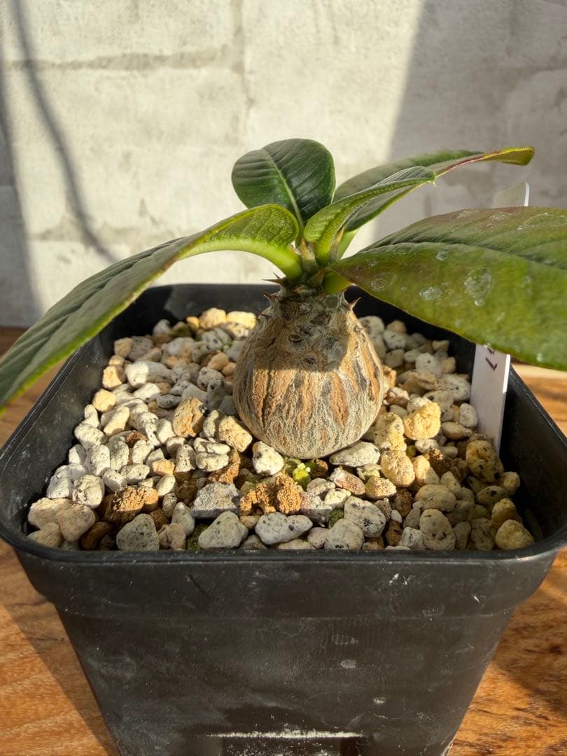 パキポディウム ウィンゾリー 実生 良型 まんまる株 塊根植物 コーデックス パキポディウム ウィンゾリー 実生 良型 まんまる株 塊根植物 コーデックス